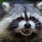 GroovyRacoon