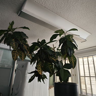 Croton Petra Wunderstrauch Topfpflanze 1m