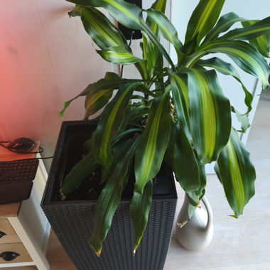 Grande vaso con dracaena
