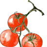 Salsa