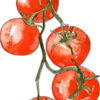 Salsa