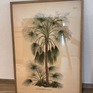 Framed Picture