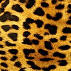 BrigaStyle