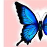 Karin_Butterfly