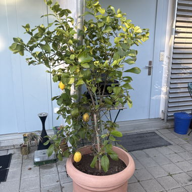 Albero di limone in vaso