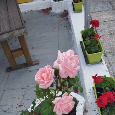 Fleurs roses