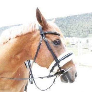 Horse bridle