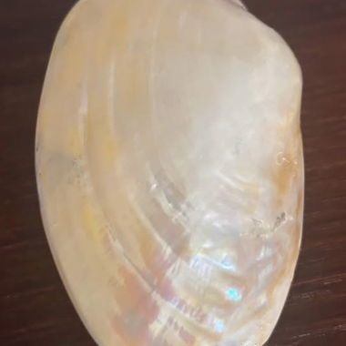 Coquillage