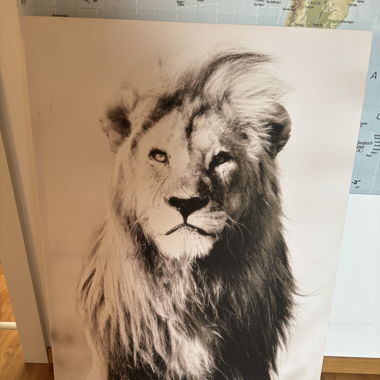 Löwenbild