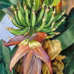 ficuspaint