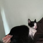 cellybelly