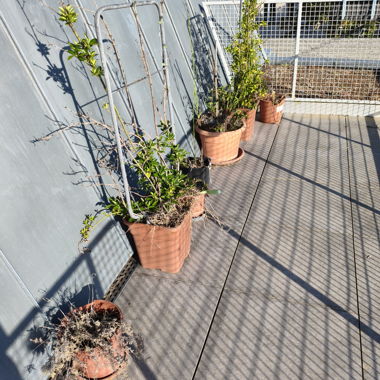 Piante da giardino in vaso