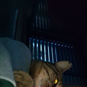 Linaaff