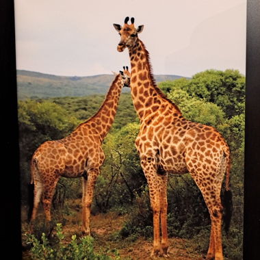 Immagine su tela con giraffe 30x40 cm