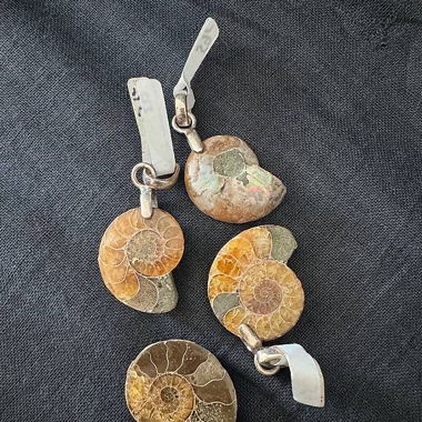 Fossili di ammoniti