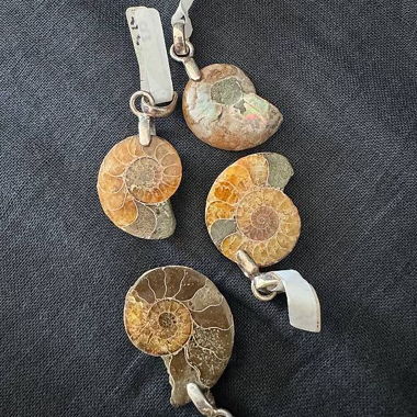 Fossili di ammoniti