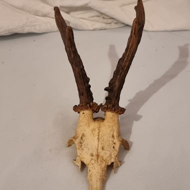 Deer antler skull