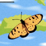 mayanhabi
