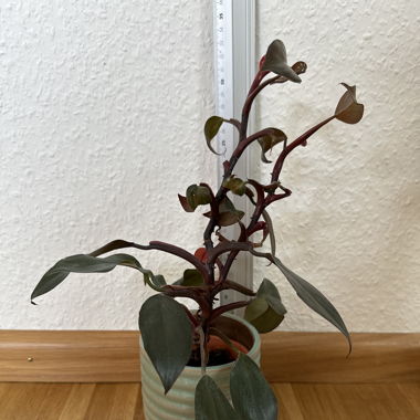 Philodendron 