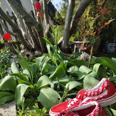 VANS Schuhe