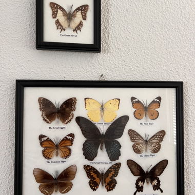 Schmetterlings-Display im Rahmen