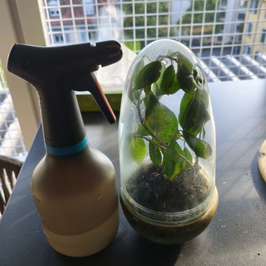 Nebulizzatore per piante con terrario