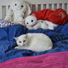 Whitekitty