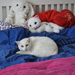 Whitekitty