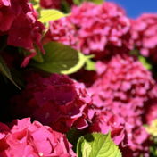floweroflife
