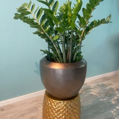 Plant (Zamioculcas) Jaco Lite Glow Kungur Pot