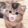 babycat