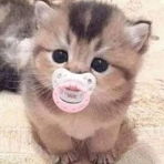 babycat