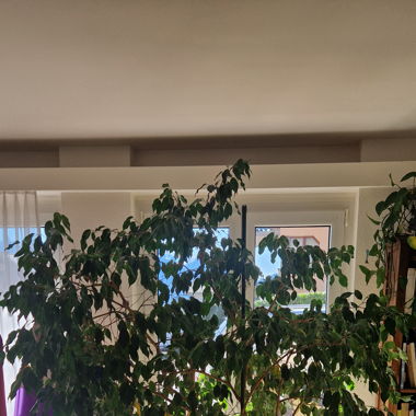 MAGNIFIQUES PLANTES D'INTERIEUR 