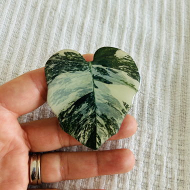 Leaf-shaped popsockets, finger grip