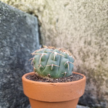 mini Zimmerpflanze 