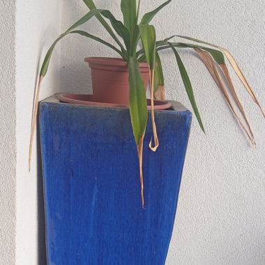 Pot (pour plante) 