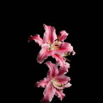 Lilly11