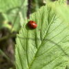 fabien_ne