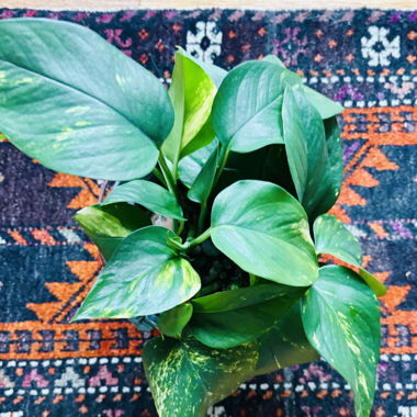 Marbled pothos hanging houseplant 