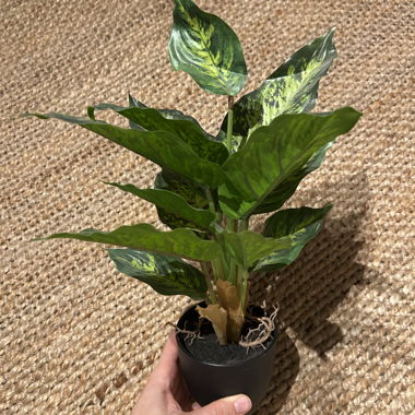 Artificial plant
