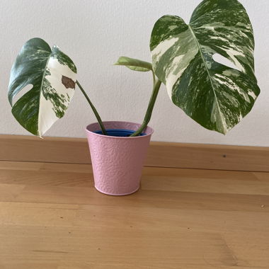 Monstera panachée