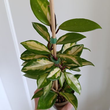 Hoya Carnosa
