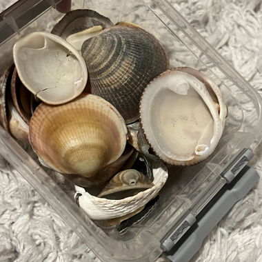 Collection de coquillages dans une boîte en plastique