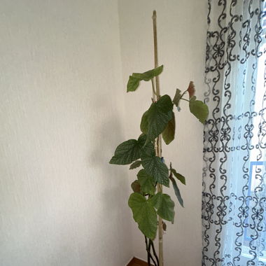 Plantes à vendre