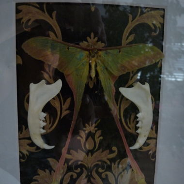 Cadre avec un grand papillon et des pins