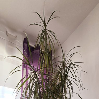 Plante d'intérieur Dracaena Marginata