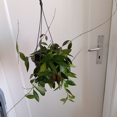 Hoya Gracilis