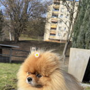 SMOKI