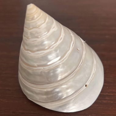 Coquille