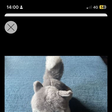 Peluche Husky
